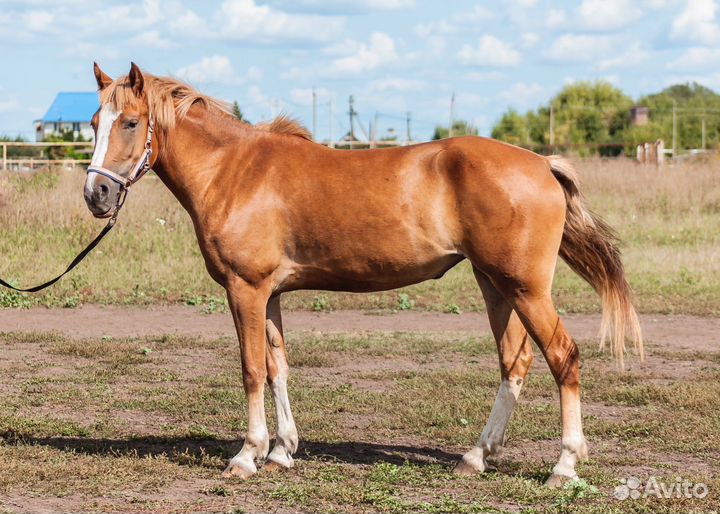 Пони в конкур