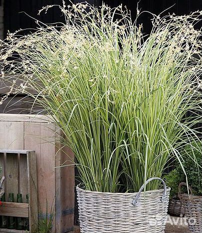 Хлорофитум