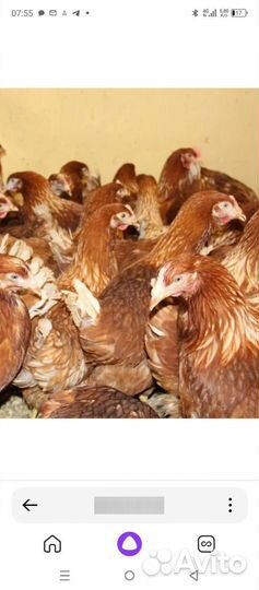Куры молодки