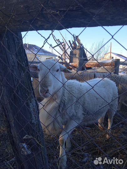 Овцы бараны катумские