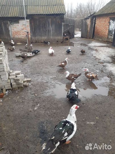 Индоутки