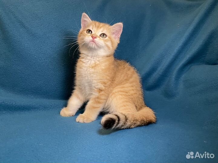 Британские котята