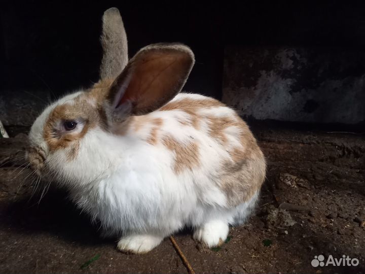 Кролик на любой вкус