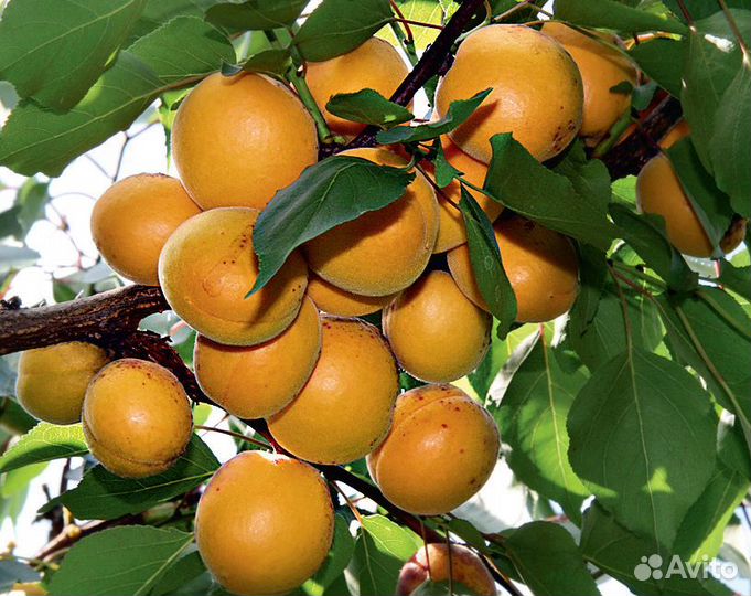 Саженцы плодовых деревьев