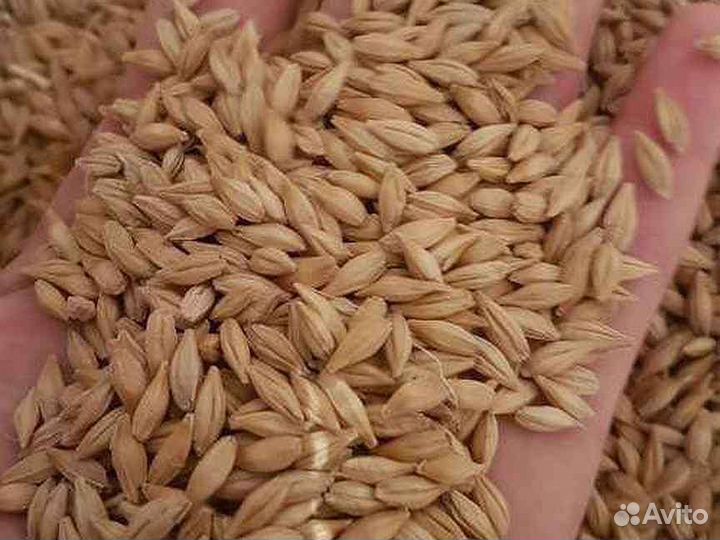 Зерно,ячмень