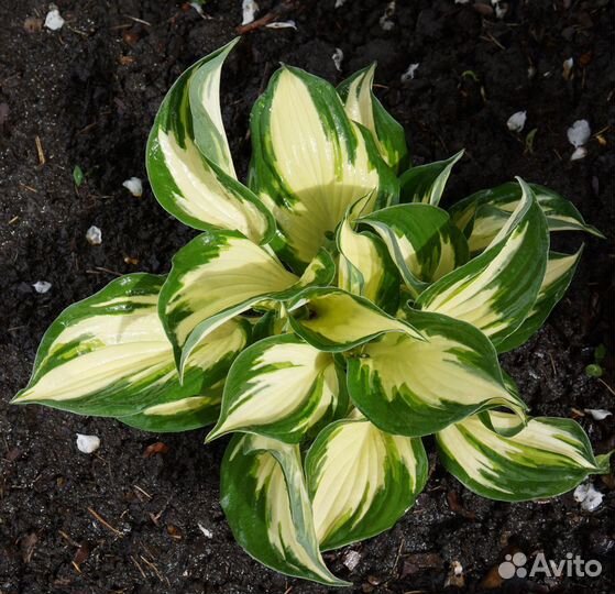 Хосты - 2 часть