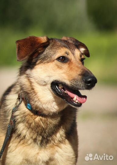 Красотка Тесса