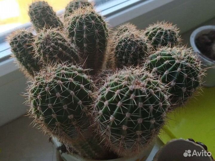 Кактусы и суккуленты