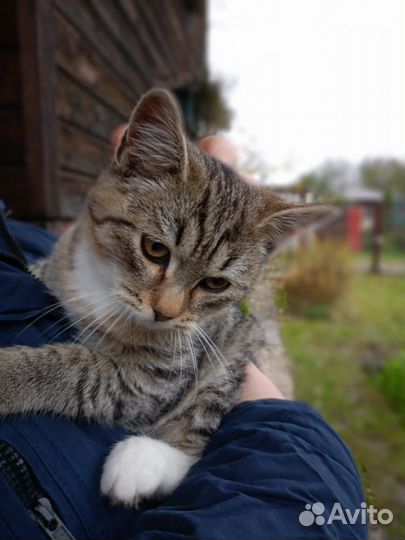 Котёнку очень нужен дом