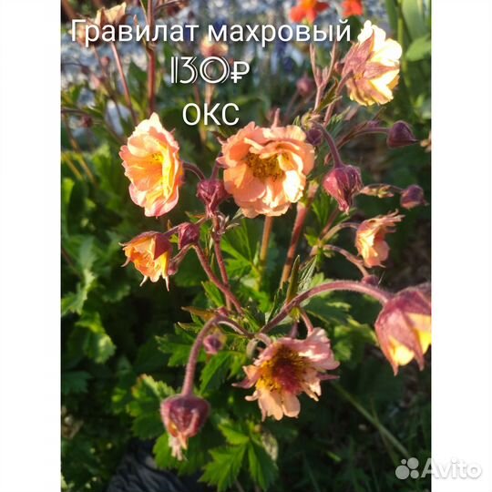 Примула гравилат овсяница и др. многолетники