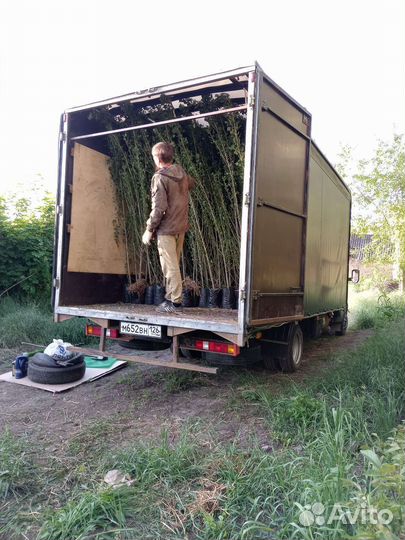 Тополь калоновидный пирамидальный берлинский канад