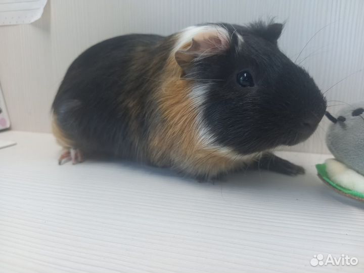 Морские свинки: малыши и взрослые