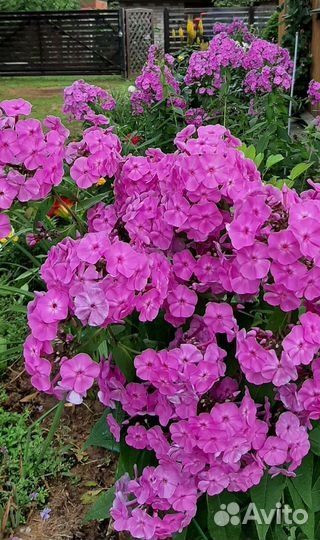 Многолетние садовые цветы