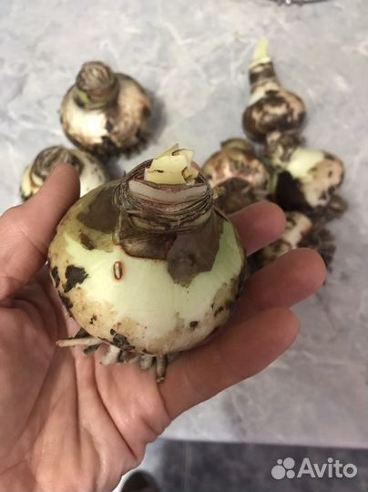 Луковица амариллиса минерва