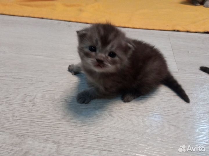Продажа шотландских котят