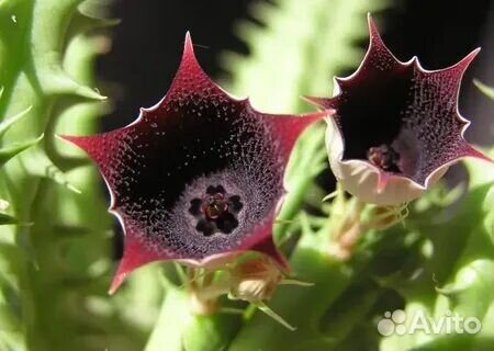Кактусы и суккуленты Гуэрния Huernia