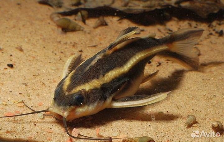 Аквариумные рыбки