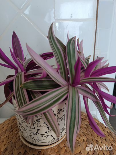 Комнатные цветы