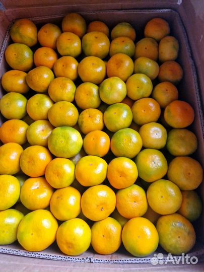 Абхазские мандарины