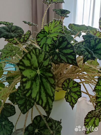 Бегония большая