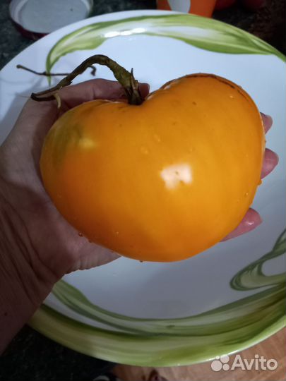 Рассада томатов/ помидор