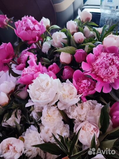 Пион букетом