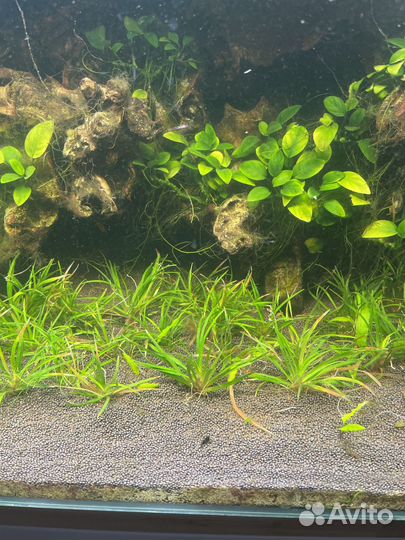 Аквариумное растение