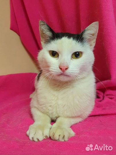 Кошка модного окраса ищет дом