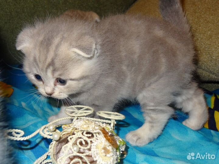 Шотландские котята