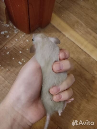 Крысята дамбо