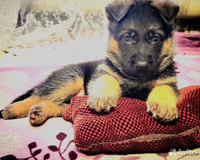 Зоогостиница Передержка животных Догситтер