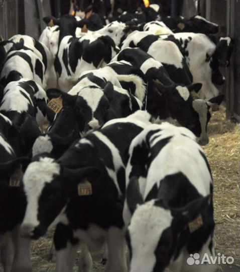 Бычки телята бесплатная доставка