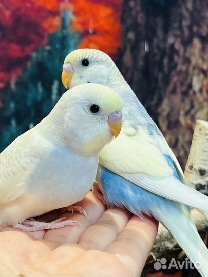 Ручные птенцы волнистых попугаев