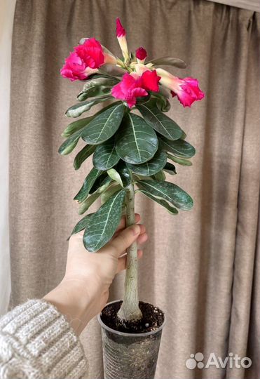 Адениум сеянец цветущий взрослый
