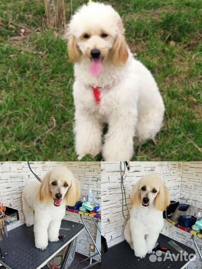 Стрижка собак