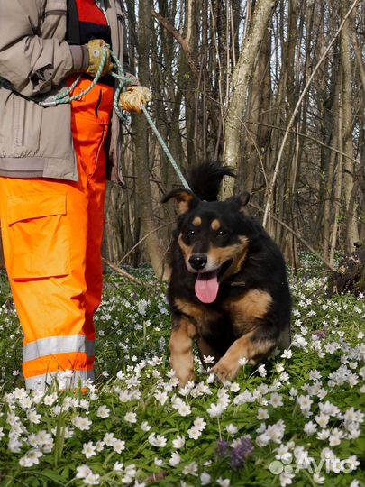 Собака Найс