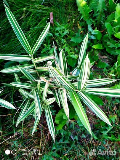 Бамбук чёрный, зелёный, пестролистный, 15 сортов