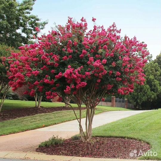 Яблоня маковецкого