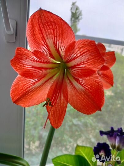 Красная лилия комнатная - Гиппеаструм