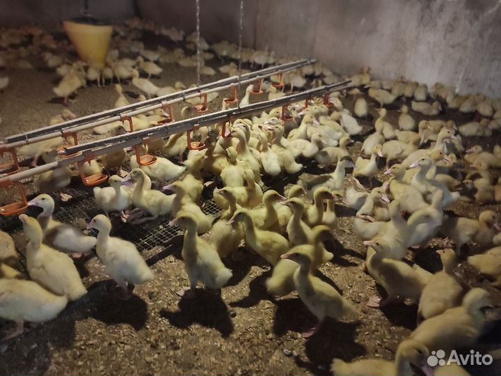 Утята(Черри-велли), мулард