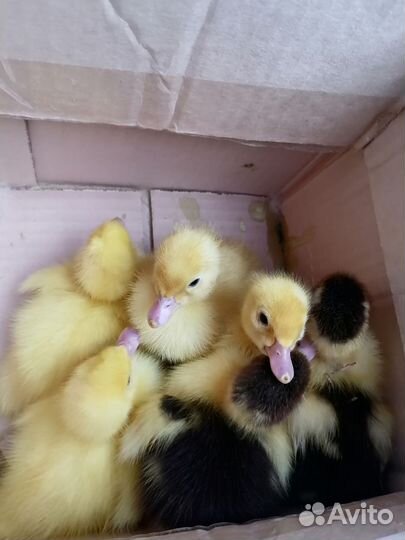 Утята индоутки