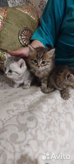 Отдам котят в добрые руки