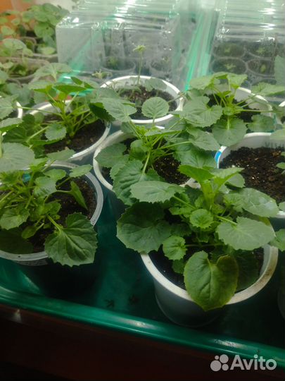 Кампанула невеста