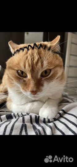 Сибирский кот вязка