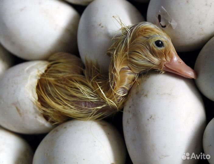 Мясо утки,гуся, кур.-домашние (деревенское )