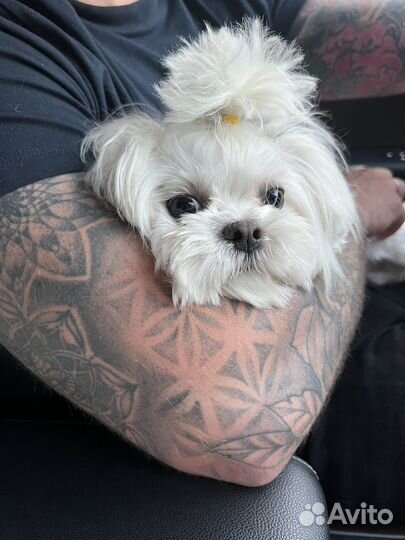 Щенки мальтезе мини