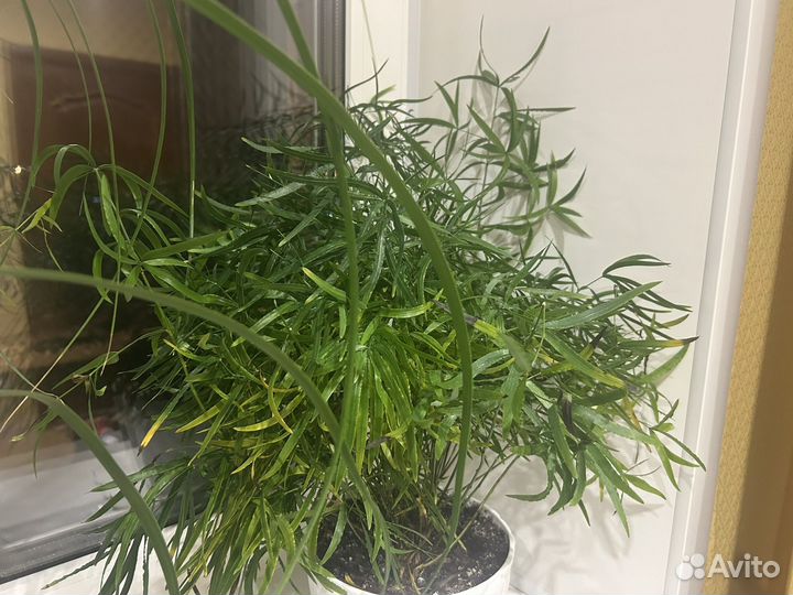 Цветок аспарагус