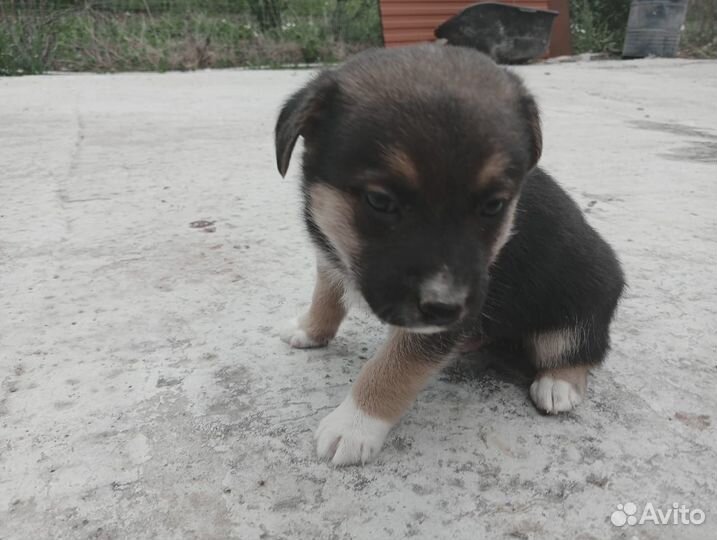 Щенки бесплатно