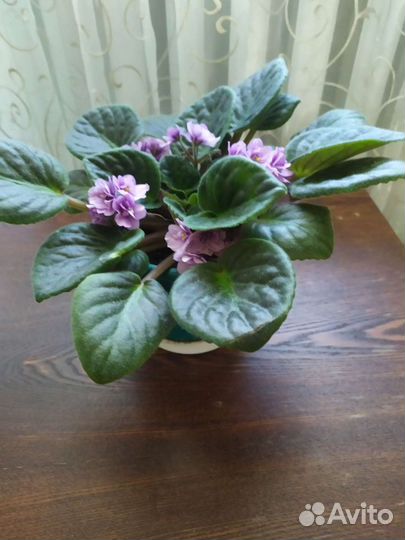 Цветущая фиалка