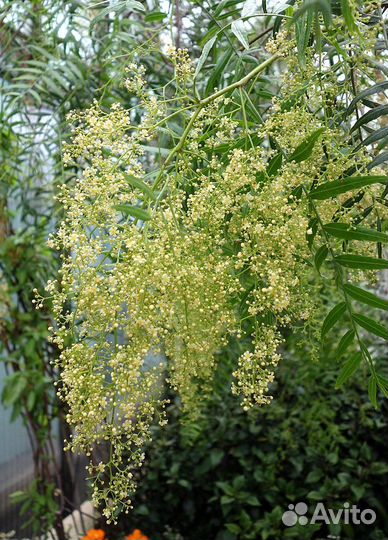 Перуанский перец (Шинус мягкий), семена